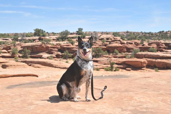 /Images/uploads/Humane Society of Utah/HSUCalendar/entries/1515thumb.jpg